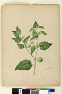 Página 172. Physalis edulis, c.1803-06 (wc, caneta, tinta e lápis) de John William Lewin