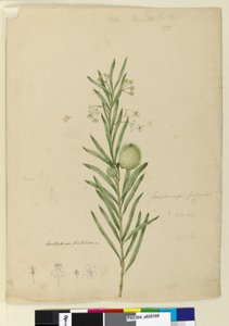 Página 173. Asclepias fruticosa, c.1803-06 (wc, caneta, tinta e lápis) de John William Lewin