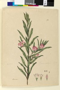 Página 174. Crowea saligna, c.1803-06 (wc, caneta, tinta e lápis) de John William Lewin