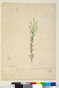 Página 17. Symphionema paludosum, c.1803-06 (wc, caneta, tinta e lápis) de John William Lewin