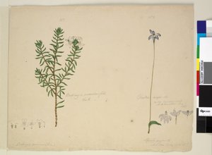 Página 183. Westringia rosmarinifolia Westringia frutífera; 184. Glossodia major, c.1803-06 (wc, caneta, tinta e lápis) de John William Lewin