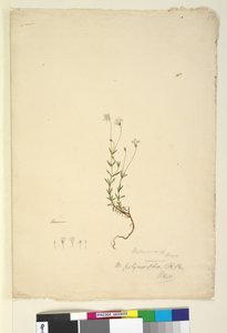 Página 18. Mitrasacme polymorpha, c.1803-06 (wc, caneta, tinta e lápis) de John William Lewin