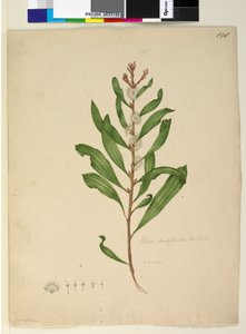 Página 198. Hakea dactyloides, c.1803-06 (wc, caneta, tinta e lápis) de John William Lewin
