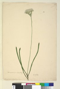 Página 20. Conospermum longifolium, c.1803-06 (wc, caneta, tinta e lápis) de John William Lewin