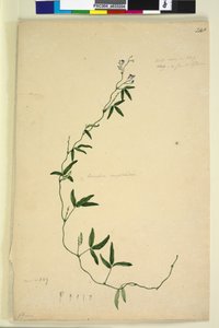 Página 218. Kennedy comptoniana Hardenbergia comptoniana, c.1803-06 (wc, caneta, tinta e lápis)