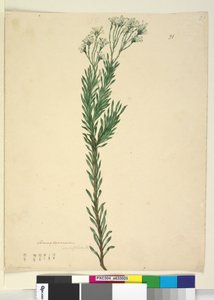 Página 21. Conospermum ericifolium, c.1803-06 (wc, caneta, tinta e lápis) de John William Lewin