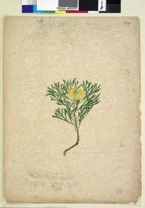 Página 224. Isopogon anemonifolius, c.1803-06 (wc, caneta, tinta e lápis) de John William Lewin