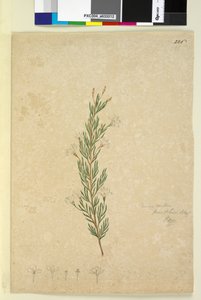 Página 226. Ricinocarpus pinifolius, c.1803-06 (wc, caneta, tinta e lápis) de John William Lewin