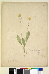 Página 227. Velleia paradoxa, c.1803-06 (wc, caneta, tinta e lápis) de John William Lewin