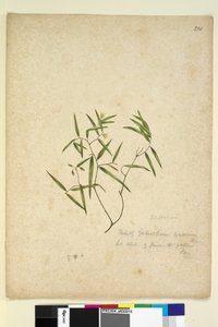 Página 230. Geitonoplesium cymosum, c.1803-06 (wc, caneta, tinta e lápis) de John William Lewin
