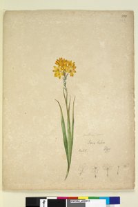 Página 232. Ixia lutea, c.1803-06 (wc, caneta, tinta e lápis) de John William Lewin