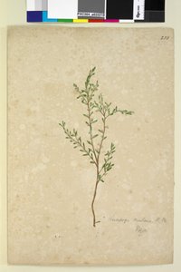 Página 233. Leucopogon, c.1803-06 (wc, caneta, tinta e lápis) de John William Lewin