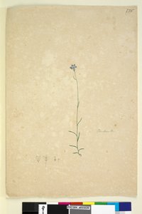 Página 235. Campanula, c.1803-06 (wc, caneta, tinta e lápis) de John William Lewin