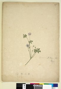 Página 237. Geranium pilosum, c.1803-06 (wc, caneta, tinta e lápis) de John William Lewin