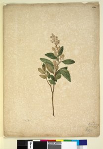 Página 240. Pomaderris ligustrina, c.1803-06 (wc, caneta, tinta e lápis) de John William Lewin