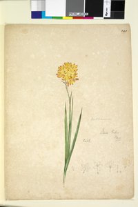 Pág. 241. Ixia lutea, c.1803-06 (wc, caneta, tinta e lápis) de John William Lewin