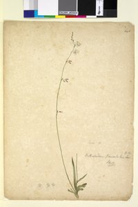 Página 246. Arthropodium paniculatum, c.1803-06 (wc, caneta, tinta e lápis) de John William Lewin