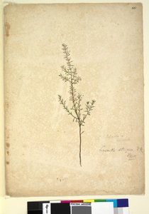 Página 261. Lissanthe strigosa, c.1803-06 (wc, caneta, tinta e lápis) de John William Lewin