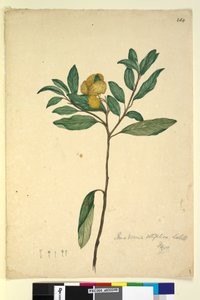 Página 264. Pomaderris elliptica, c.1803-06 (wc, caneta, tinta e lápis) de John William Lewin