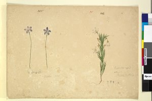 Página 265. Glossodia minor; 266. Ricinocarpus, c.1803-06 (wc, caneta, tinta e lápis)