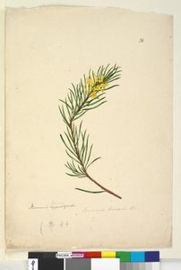 Página 26. Persoonia linearis, c.1803-06 (wc, caneta, tinta e lápis) de John William Lewin