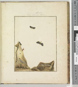 Página 27 Placa 7 Cossuna Lewinii Tinea Cossuna Lewin, 1803-04 (gravuras coloridas à mão) de John William Lewin