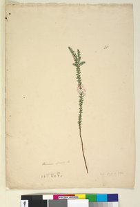 Página 28. Epacris sparsa, c.1803-06 (wc, caneta, tinta e lápis)