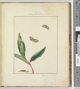 Página 31. Placa 8 Ara .. Tortrix Australana Lewin, 1803-04 (gravuras coloridas à mão) de John William Lewin