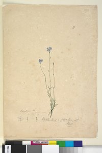 Página 37. Wahlenbergia gracilis, c.1803-06 (wc, caneta, tinta e lápis)