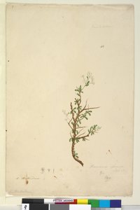 Página 42. Bursaria spinosa, c.1803-06 (wc, caneta, tinta e lápis) de John William Lewin