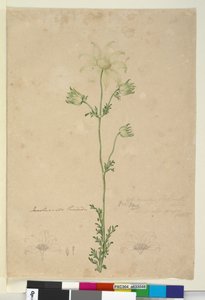 Página 48. Actinotus Helianthi, c.1803-06 (wc, caneta, tinta e lápis) de John William Lewin