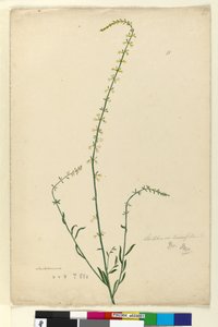 Página 51. Stackhousia, c.1803-06 (wc, caneta, tinta e lápis) de John William Lewin