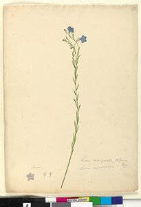 Página 52. Linum marginale, c.1803-06 (wc, caneta, tinta e lápis) de John William Lewin