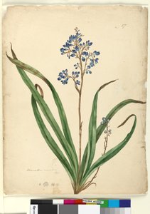 Página 57. Dianella caerulea, c.1803-06 (wc, caneta, tinta e lápis)