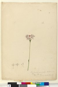 Página 63. Burchardia umbellata, c.1803-06 (wc, caneta, tinta e lápis) de John William Lewin