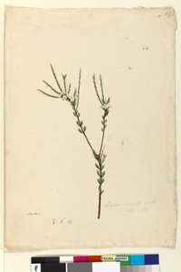 Página 64. Baeckea densifolia, c.1803-06 (wc, caneta, tinta e lápis) de John William Lewin