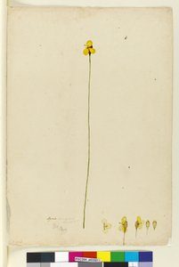 Página 6. Xyris operculata, c.1803-06 (wc, caneta, tinta e lápis) de John William Lewin
