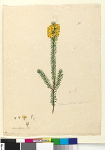 Página 73. Dillwynia rubis , c.1803-06 (wc, caneta, tinta e lápis)