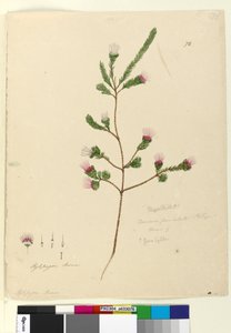 Página 76. Darwinia fascicularis, c.1803-06 (wc, caneta, tinta e lápis) de John William Lewin