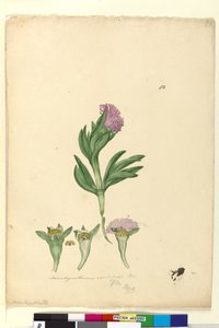 Página 82. Mesembryanthemum aequilaterale, c.1803-06 (wc, caneta, tinta e lápis) de John William Lewin