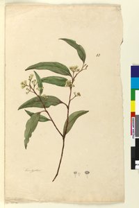 Página 83. Eucalipto, c.1803-06 (wc, caneta, tinta e lápis) de John William Lewin