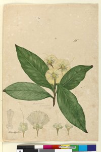 Página 85. Angophora intermedia, c.1803-06 (wc, caneta, tinta e lápis) de John William Lewin