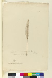 Página 8. Imperata arundinacea syn. Saccharum cylindricum, c.1803-06 (wc, caneta, tinta e lápis) de John William Lewin