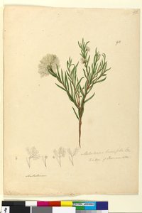 Página 92. Melaleuca linariifolia, c.1803-06 (wc, caneta, tinta e lápis) de John William Lewin