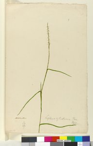 Página 9. Lepturus cylindricus, c.1803-06 (wc, caneta, tinta e lápis) de John William Lewin