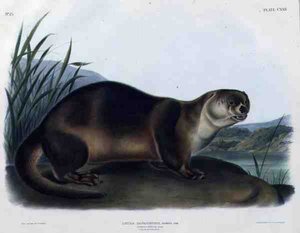Lutra Canadensis ou Lataxina Mollis (Canada Otter), placa 122 de 