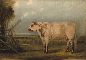 Um Young Bull, c. 1849.