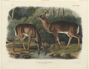 veado da Virgínia
