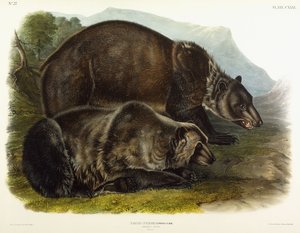 Urso pardo, 1848 de John Woodhouse Audubon