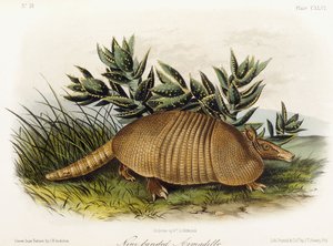 Tatu de nove faixas, 1849-1854 de John Woodhouse Audubon